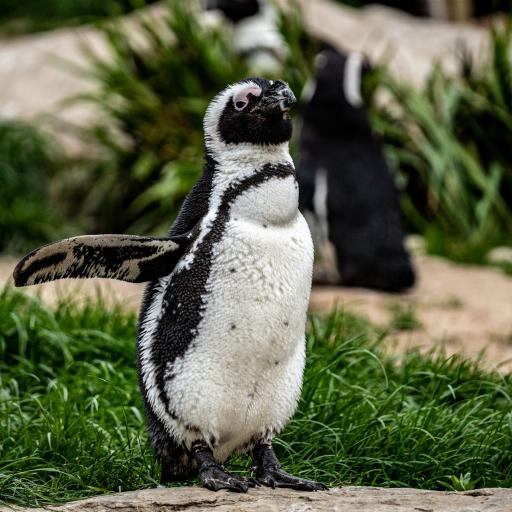 Opel Zoo, Kronberg im Taunus